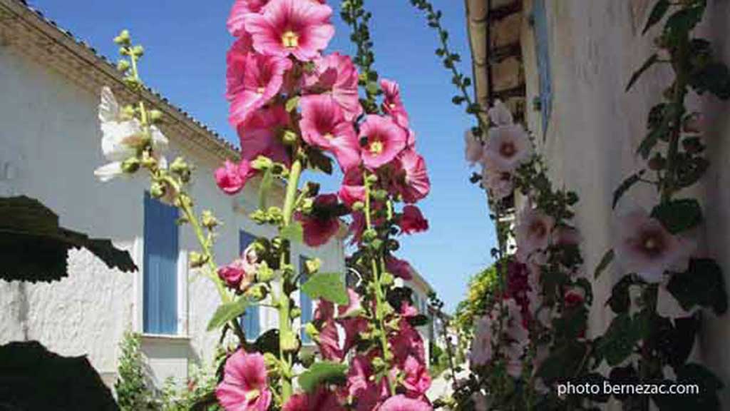 roses trémières Talmont-sur-Gironde
