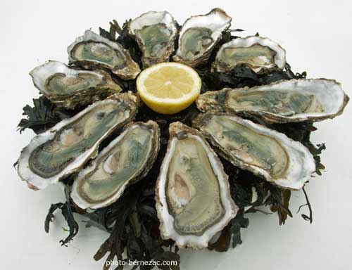 assiette d'huîtres Marennes-Oléron sur lit d'algues