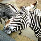 zoo Palmyre, zebres