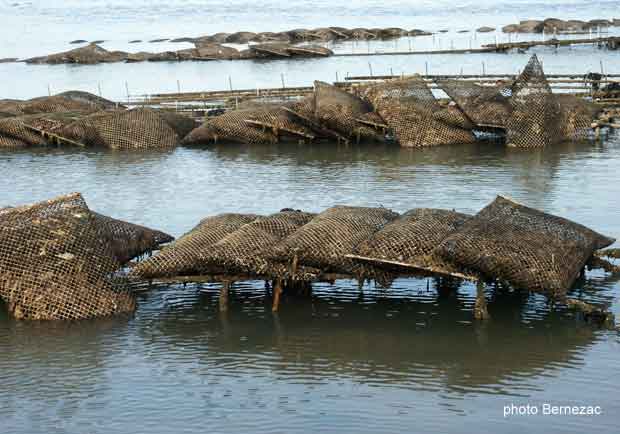 Bourcefranc-Le Chapus, les poches d'huîtres sur les tables métalliques à marais montante