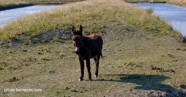 Ars-en-Ré, âne dans les marais
