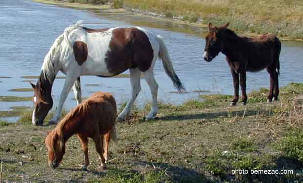 Ars-en-Ré, cheval et ânes dans les marais