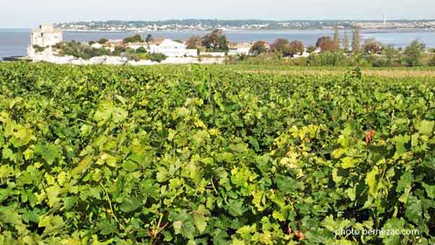Talmont-sur-Gironde, le vignoble Les Hauts de Talmont