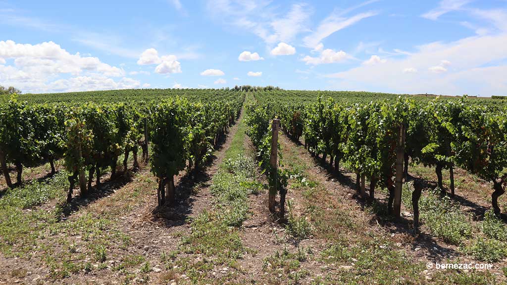 Talmont-sur-Gironde, la falaise du Caillaud, les vignes