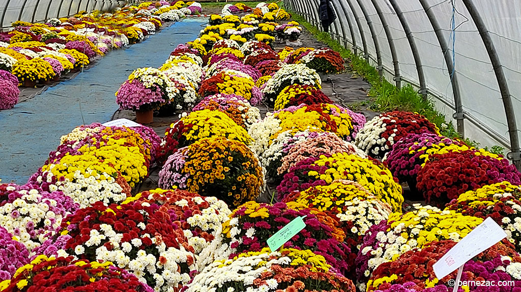 les chrysanthemes de Toussaint à Poitiers 