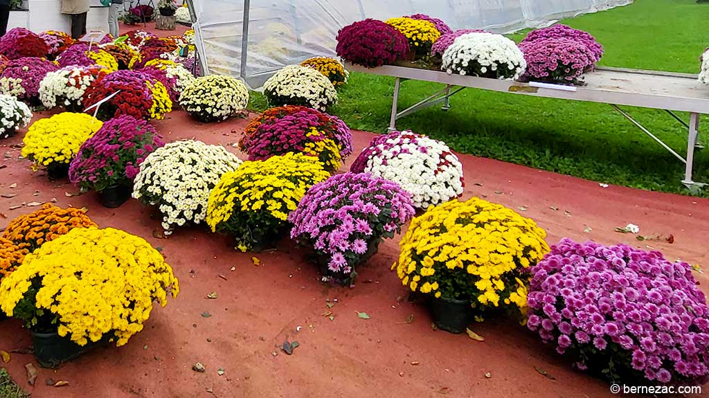 les chrysanthemes de Toussaint à Poitiers 