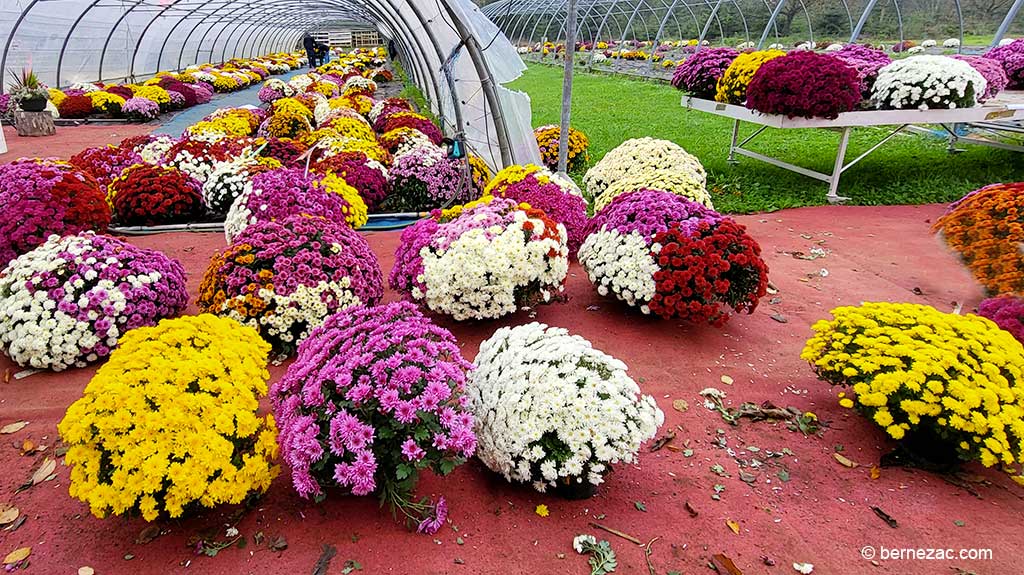 les chrysanthemes de Toussaint à Poitiers 