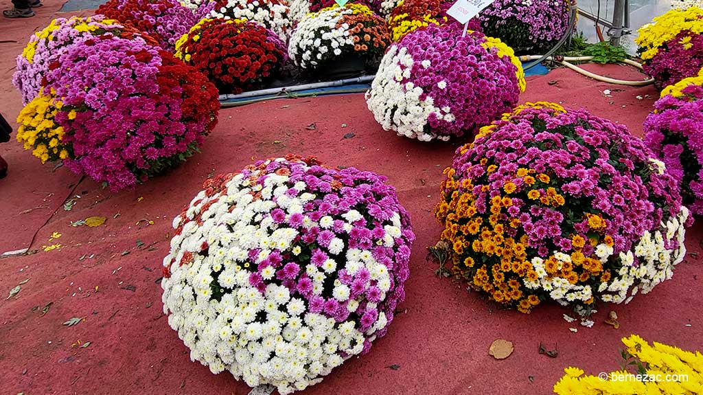 les chrysanthemes de Toussaint à Poitiers 