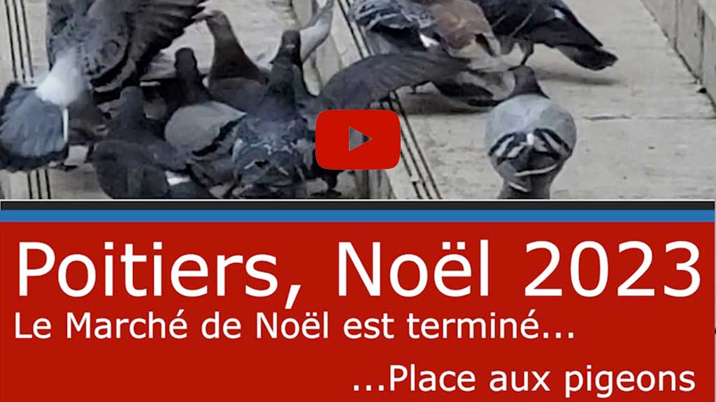 Poitiers Noël 2023, les pigeons place Leclerc