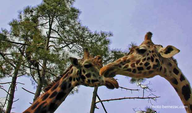 girafes au zoo de la palmyre