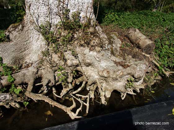Marine Poitevin, racines de frêne têtard