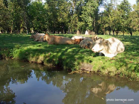 Marais Poitevin, les vaches